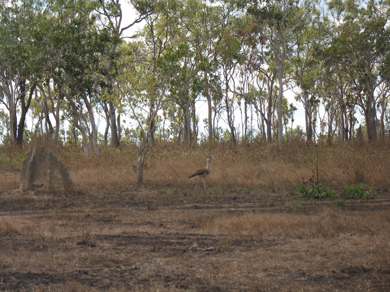 Lakefield National Park - Walkabout